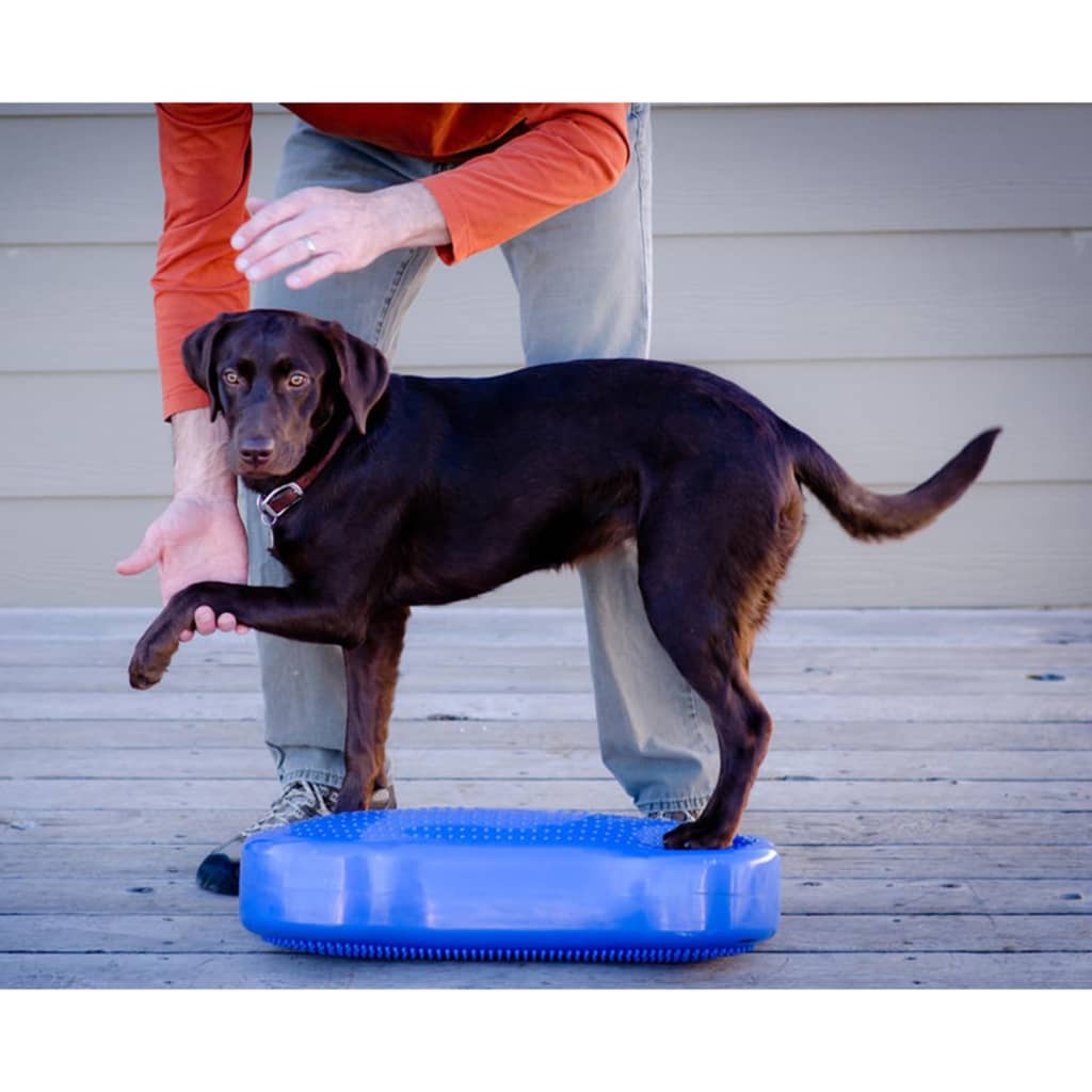 FitPAWS Plate-forme d'équilibre pour animaux K9FITbone PVC Bleu ciel