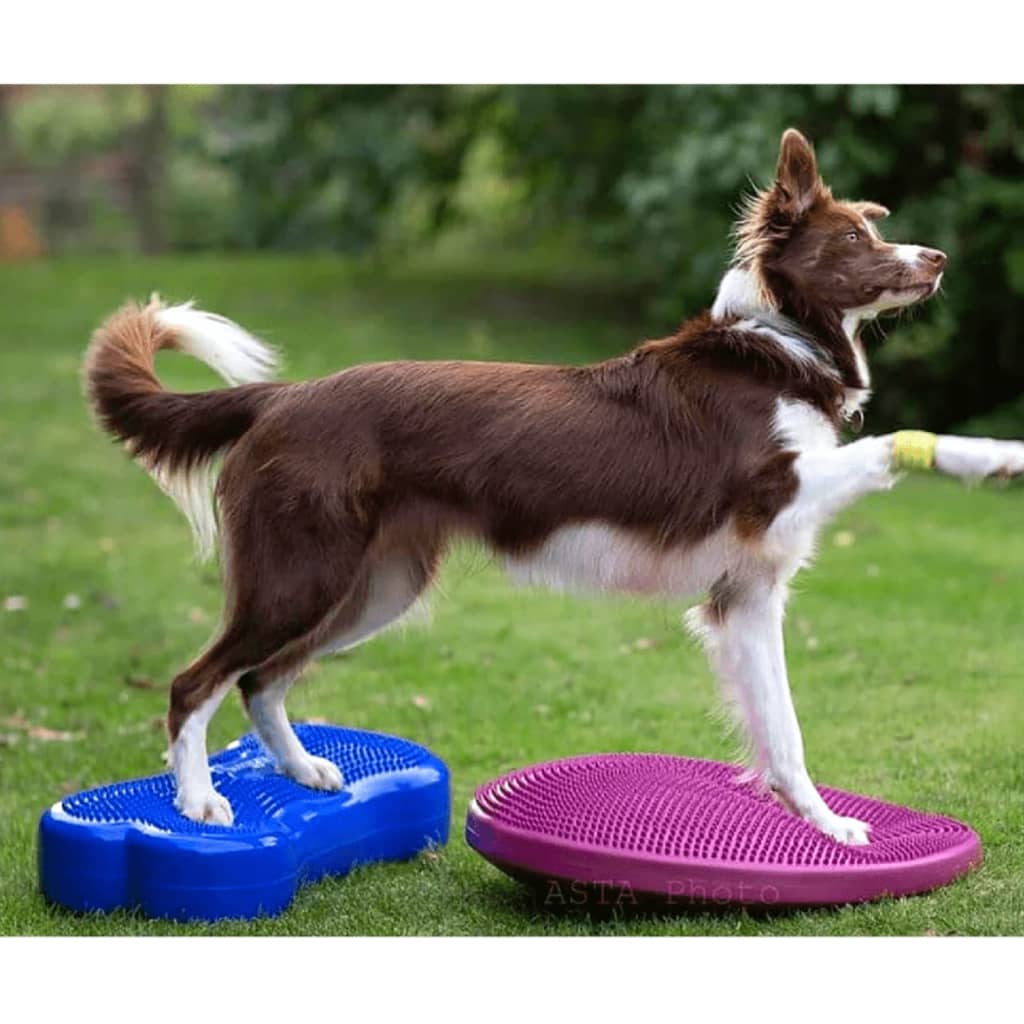 FitPAWS Plate-forme d'équilibre pour animaux K9FITbone PVC Bleu ciel