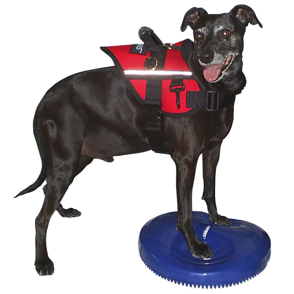 FitPAWS Disque d'équilibre pour animaux de compagnie 36 cm Bleu