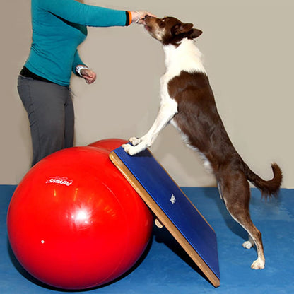 FitPAWS Planche à bascule grande 75x75 cm Bleu