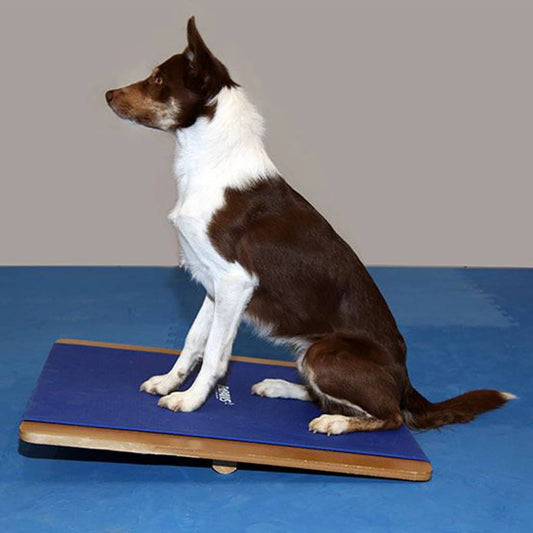 FitPAWS Planche à bascule grande 75x75 cm Bleu