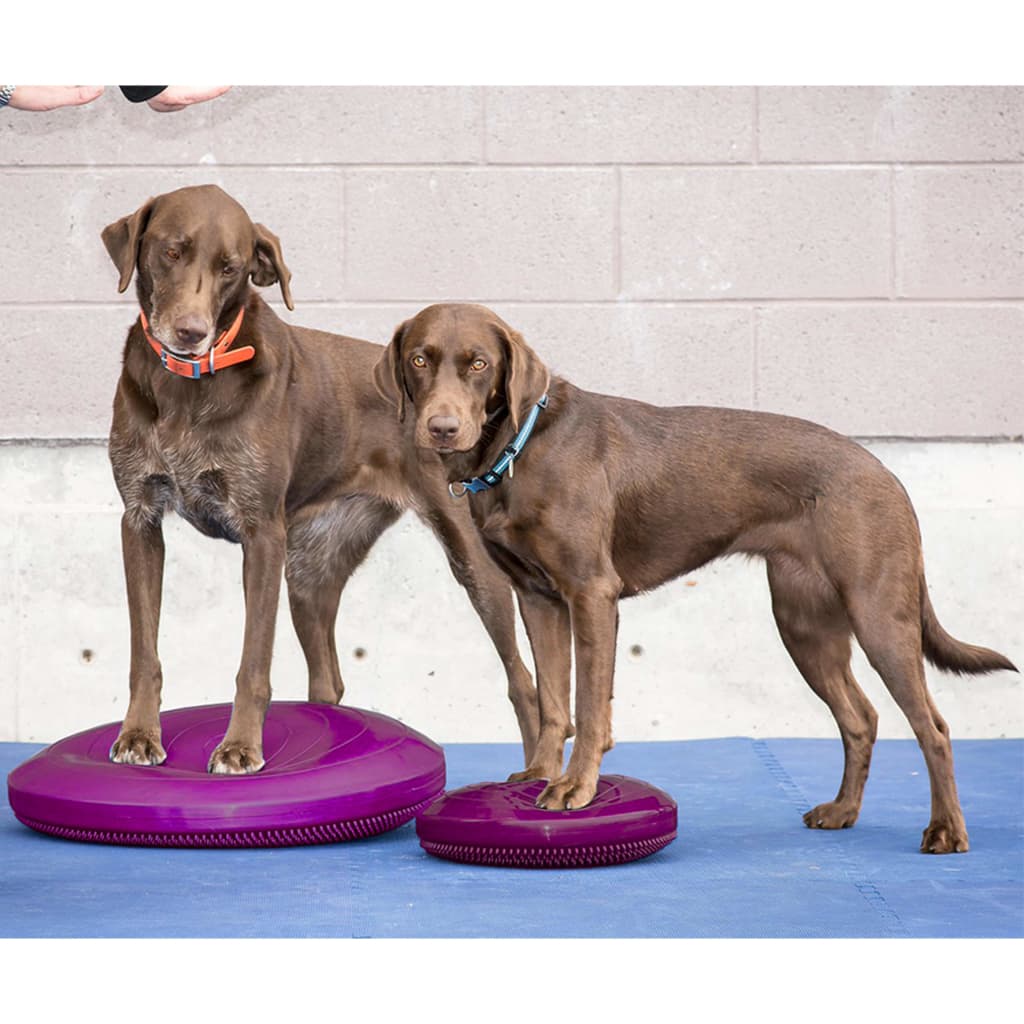 FitPAWS Disque d'équilibre pour animaux de compagnie 56 cm