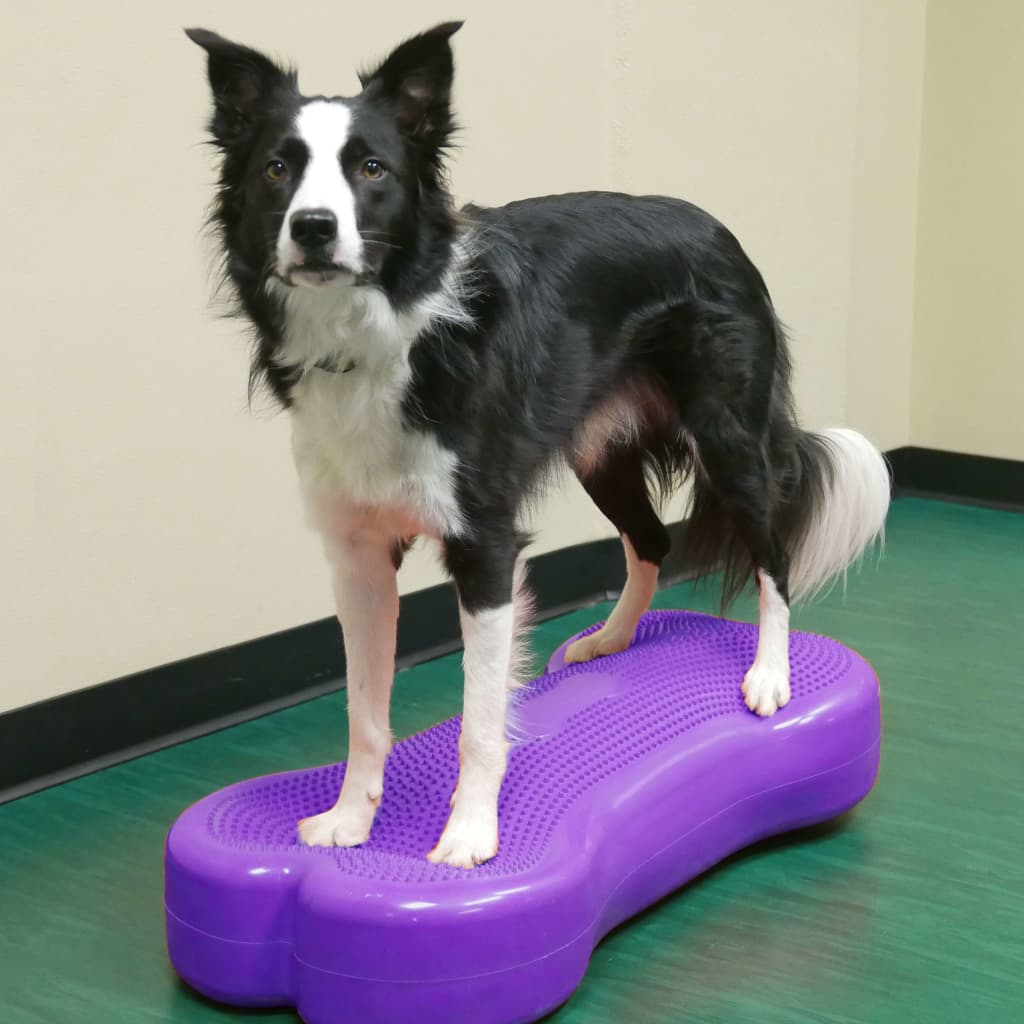 FitPAWS Plate-forme d'équilibre d'animaux Giant K9FITbone PVC Violet