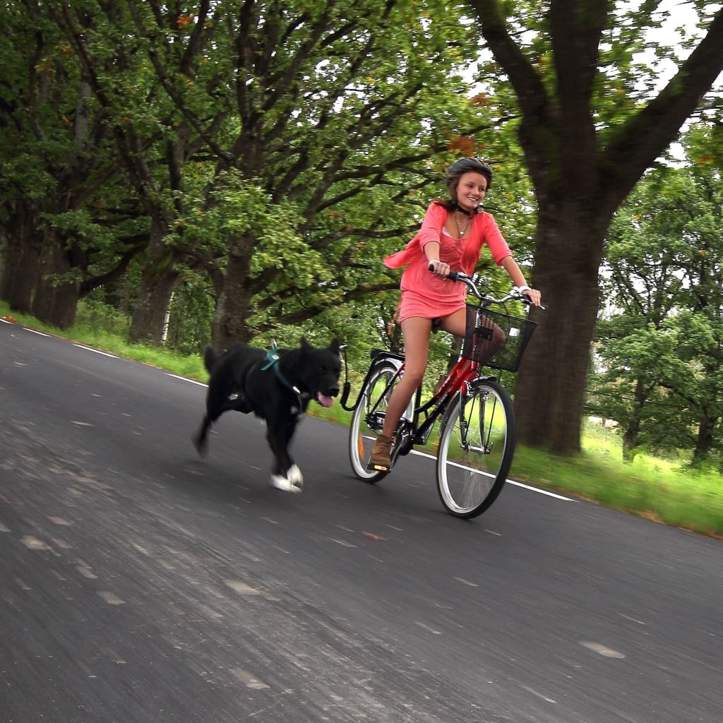 SPRINGER Kit d'exercice de vélo pour chiens